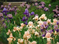 /album/galerie-de-photos-floraisons/jardin-2014-106-comp-jpg/